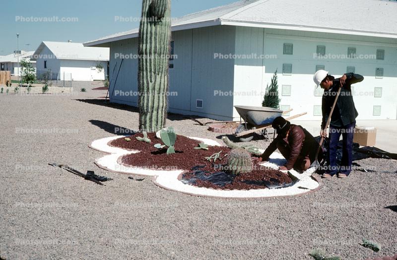 Saguaro Cactus, Workers, Landscaping in the desert, Phoenix, Arizona