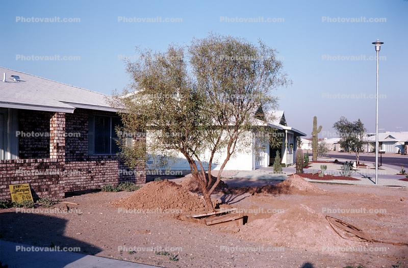 Front Yard, Tree, Landscaping in the desert, Phoenix, Arizona