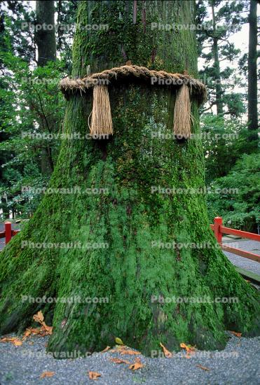Moss Covered Tree, Sacred ropes mark a holy tree, Shinboku, Tree of Life, Divine