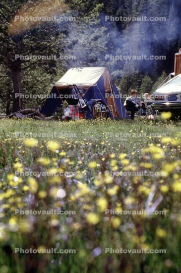 Tent, Flowers, Meadow