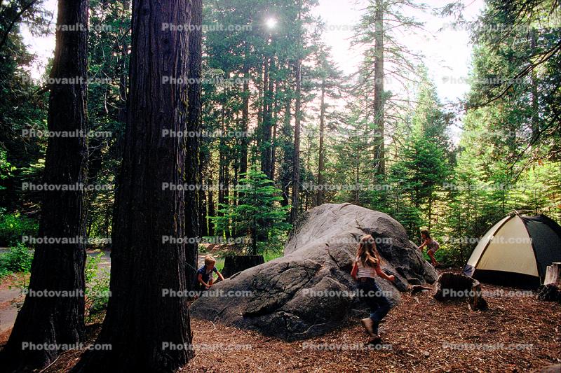 Tent, Boulder, Trees, Forest, Running Girl