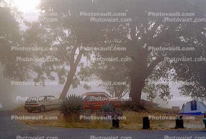 Foggy Morning, Oak Trees, Lake Pillsbury, Mendocino County
