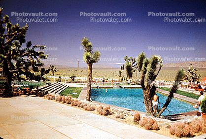 Swimming Pool surrounded by Cactus