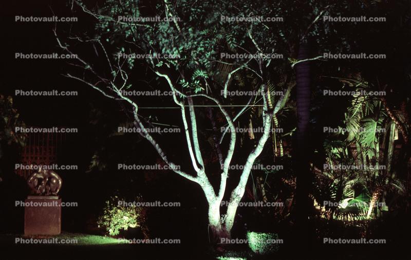 Lone Tree in the Night, Nighttime