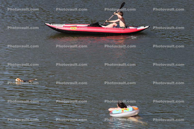 Dog, Paddle, Floating, Kayak, Paddle, Russian River, Monte Rio, Sonoma County, California