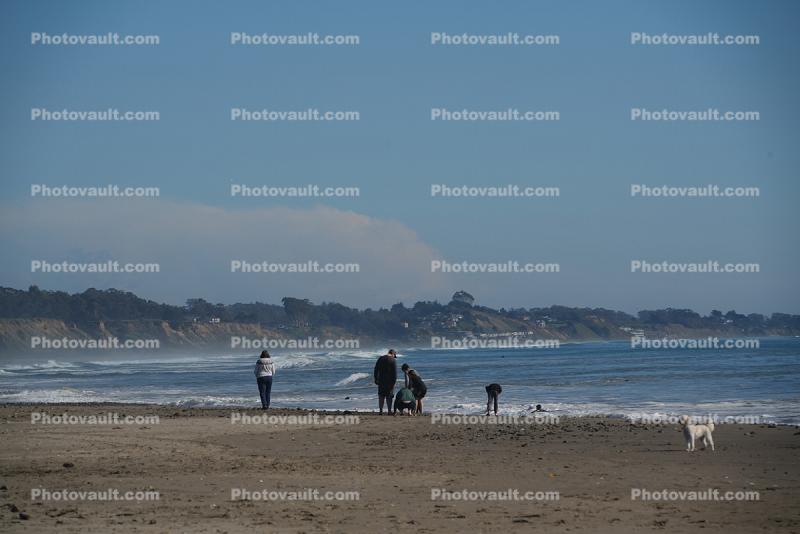 Beach, Sand, Dog, Shoreline, Coastline, Coastal