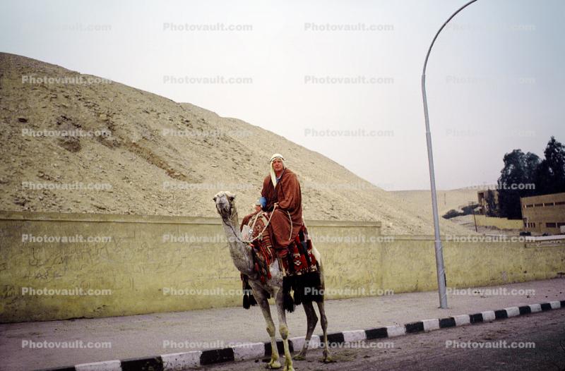 Man on a Camel, Dromedary Camel, (Camelus dromedarius), Camelini