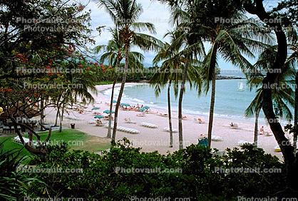 palm tree, beach, sand, sandy, water, Pacific Ocean in Maui