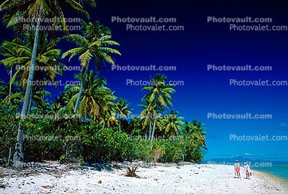 Palm Trees at the Beach, Sand, Ocean, Water