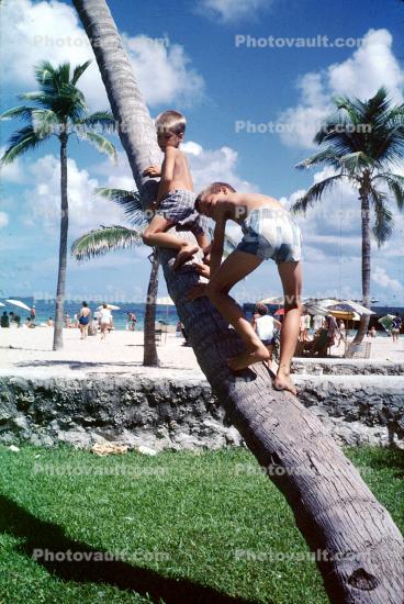 Boys climbing a Palm Tree, 1960s
