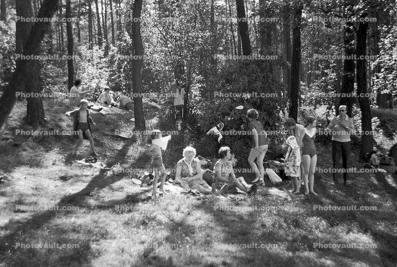 Forest, Woods, Picnic, 1950s