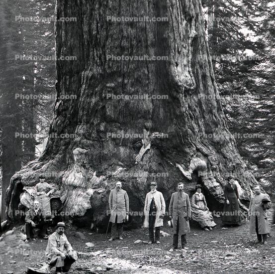 Sequoia Tree Trunk, 1890's