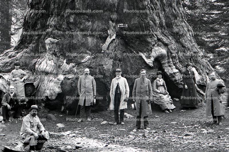 Sequoia Tree, Base, Huge, 1890's, California, USA, Fun, Photo