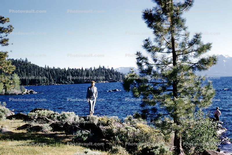 Woman, shoreline, retro, water, pine tree, lakeside, 1950s