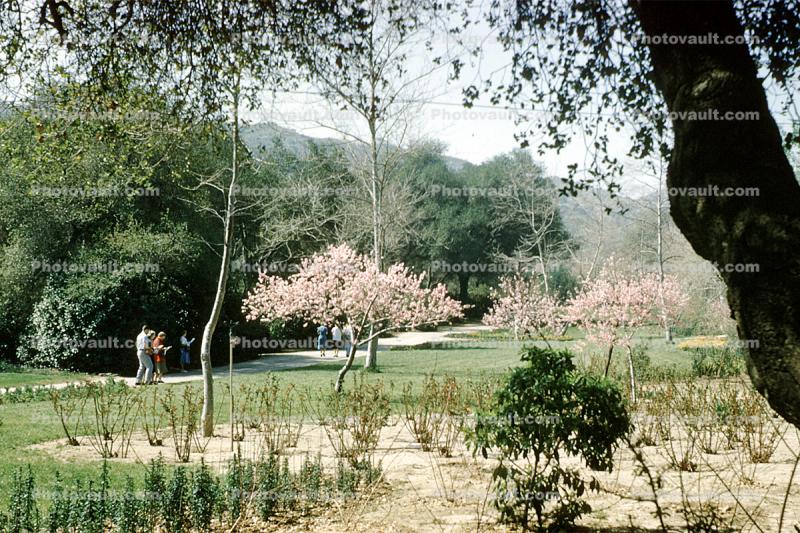 blossom, springtime, trees, 1950s