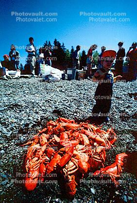 Lobster Feast, Bear Island, Penobscot Bay, Maine