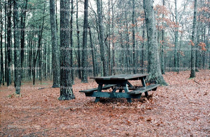 Lone Old Picnic Table, Forest, woodland, leaves