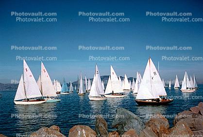 Lots of Sailboats, Race, Calm Wind