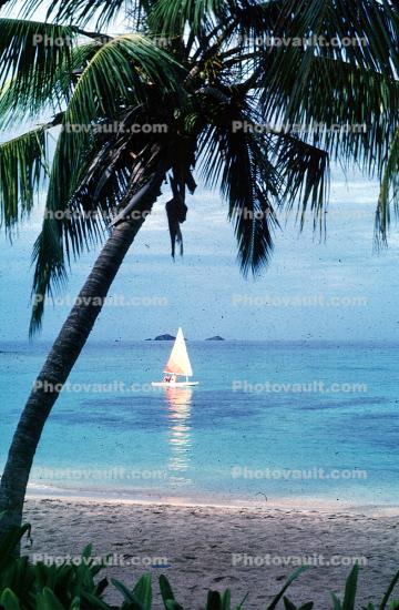Palm Tree, Ocean, Sandy Beach