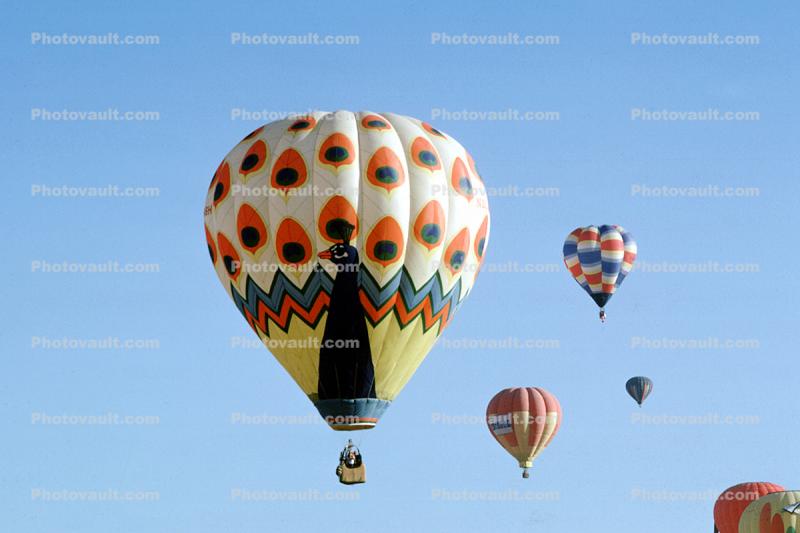 Peacock, Albuquerque International Balloon Fiesta, morning
