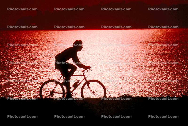 Man Riding Bicycle, Tiburon Linear Park, Bay, water, sunset
