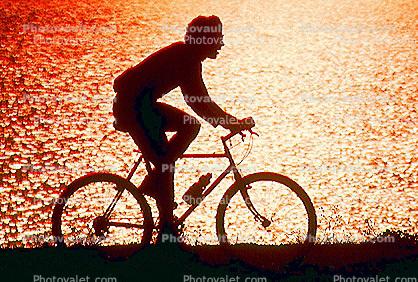 Man Riding Bicycle, Tiburon Linear Park, Bay, water, sunset