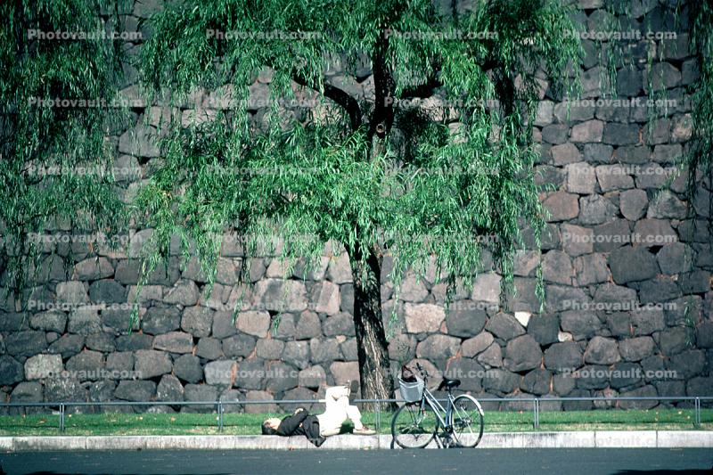 Imperial Palace, Tokyo, stone wall, tree