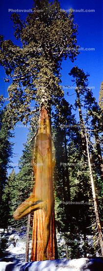 Sequoia Tree, Verticle Panorama, Union of Yoga - The namesake of Yoga Poses