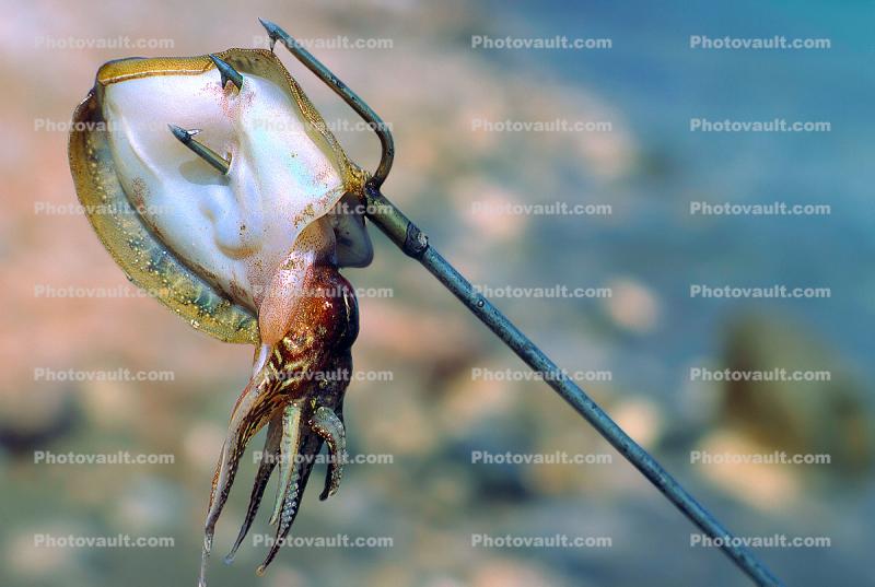 squid, calamari, Trident, Spear Fishing Images, Photography, Stock