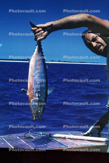 fish catch, Nassau Bahamas, man, male, 1958, 1950s