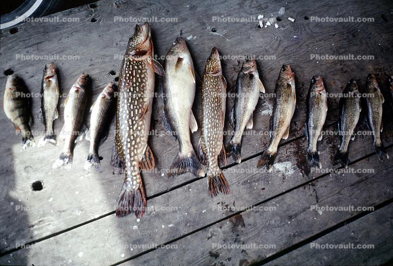 fish, trout, fish catch, Hudson Bay, Canada, 1969, 1960s