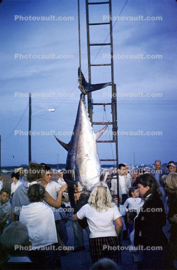 fish catch, United States Atlantic Tuna Tournament, Point Judith, Narragansett, Rhode Island, 1960, 1960s