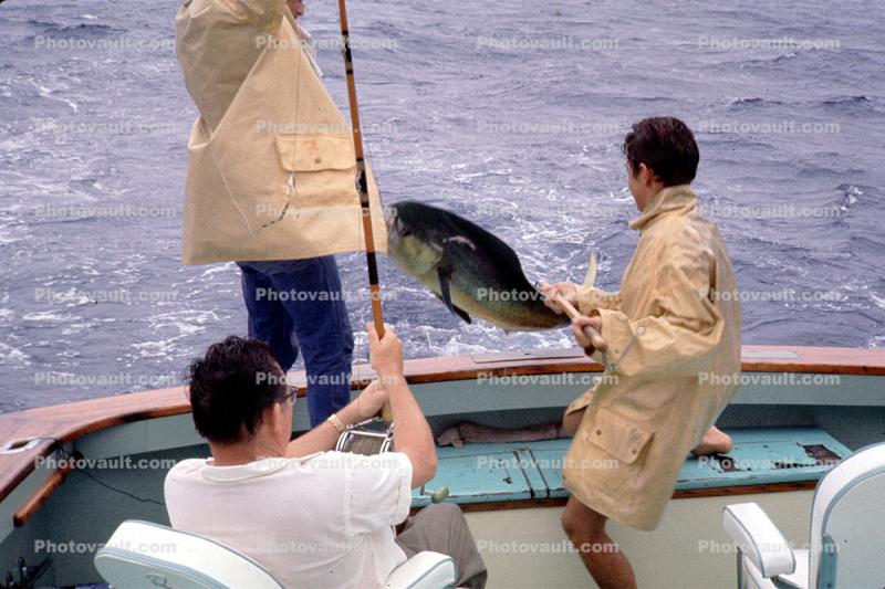 Fish Catch, 1964, 1960s