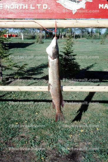 caught fish, Gods Lake Lodge, Manitoba, Canada, 1970, 1970s