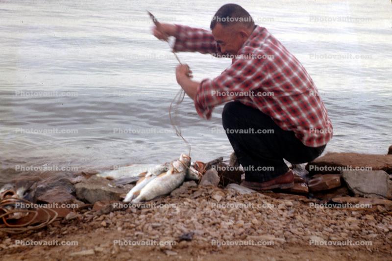 fish catch, fishermen, trout, 1963, 1960s