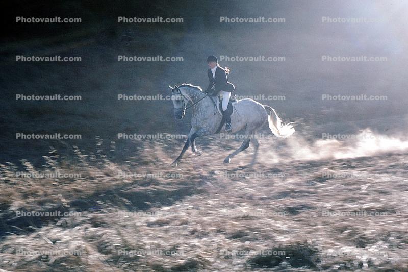 Galloping Arabian