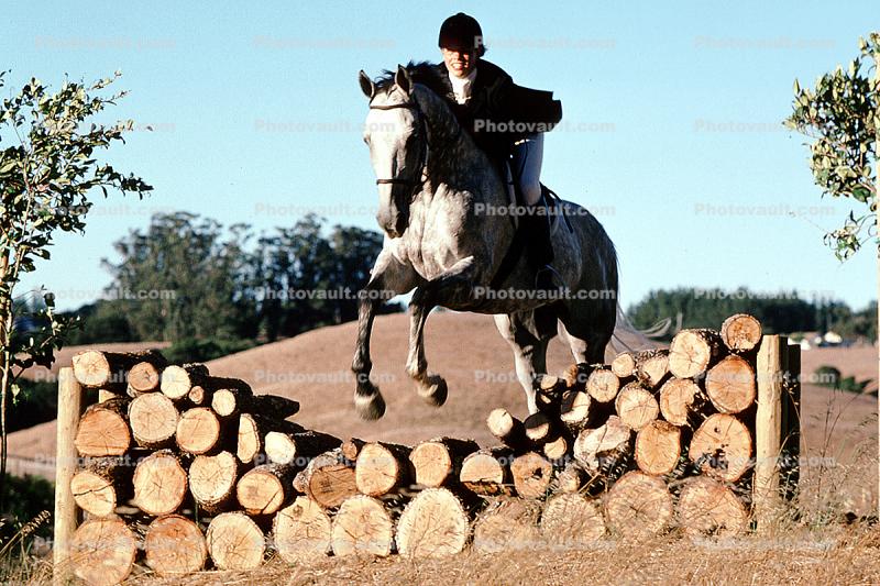 Arabian Horse, jumping