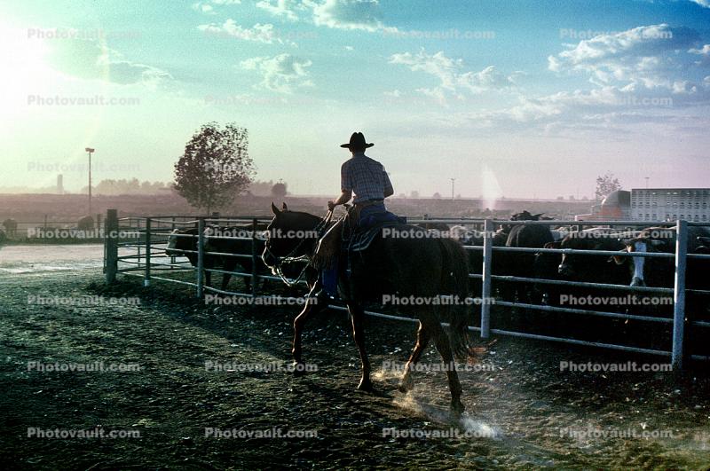 Cowboy, rope, cattle