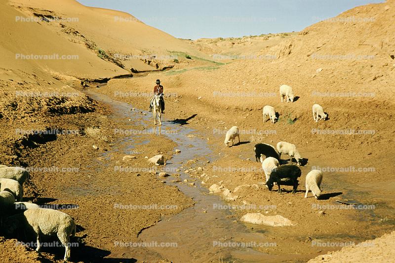 Native American Herding Sheep, Navajo Indian, stream, desert