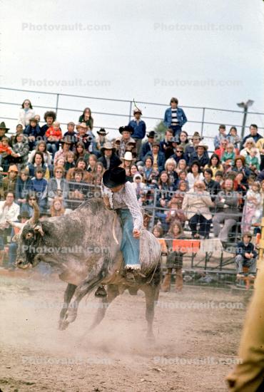 Bullriding, bull, cowboy, crowds, spectators, bucking