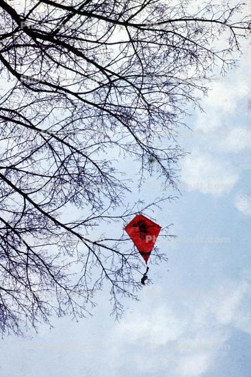 Kite Caught in a Tree
