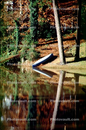 bucolic, reflection, lake, forest