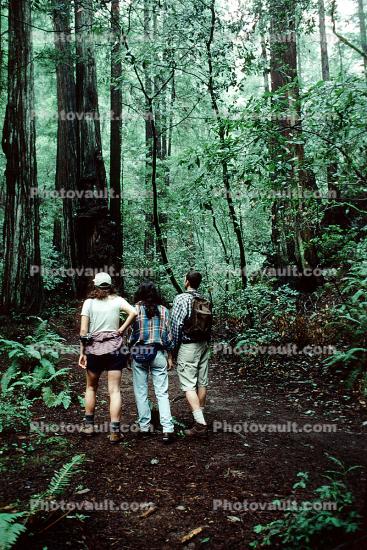 Redwood Forest, path, people