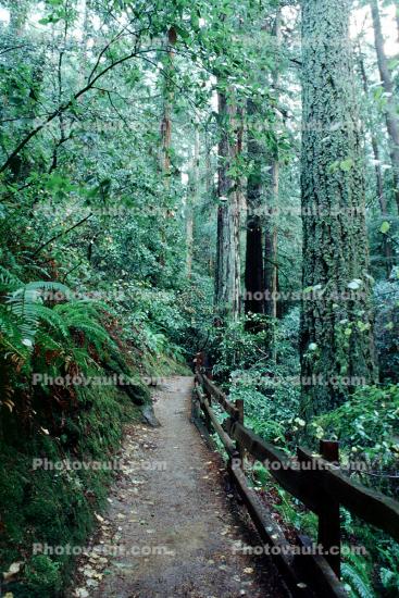 Redwood Forest, path