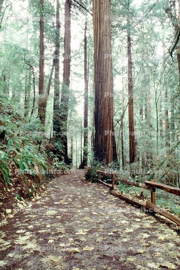 trees, leaves, fence, Redwood Forest, path