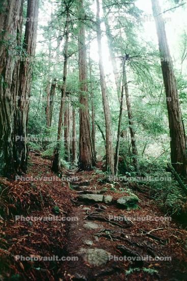 trees, Redwood Forest, path