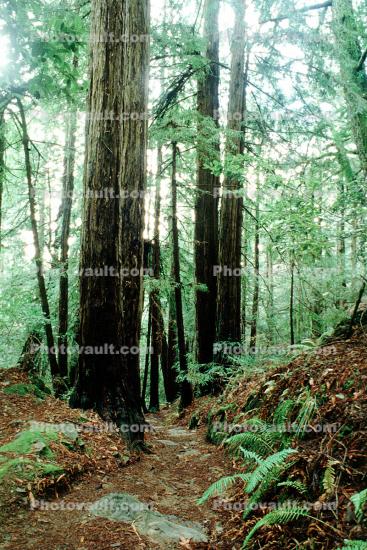 trees, Redwood Forest, path