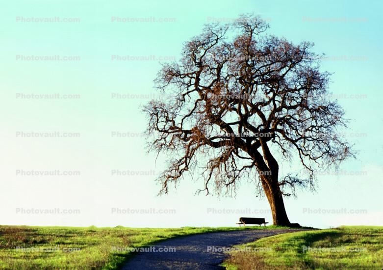 Lone fractal Tree, bench, path, road, grass