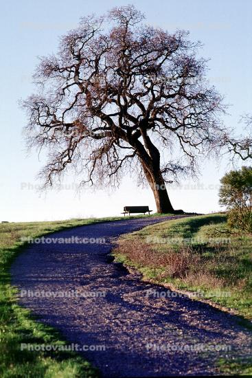 Bare Tree, path