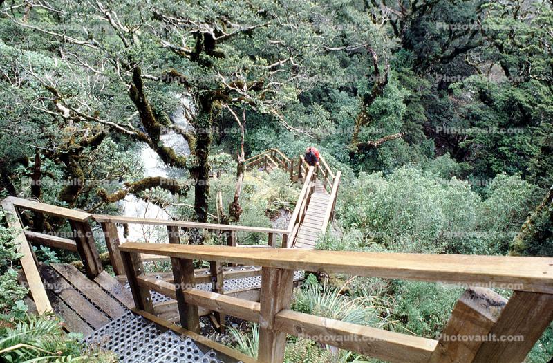 steps, forest, Fiordland National Park